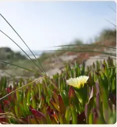 Wildflowers in a field